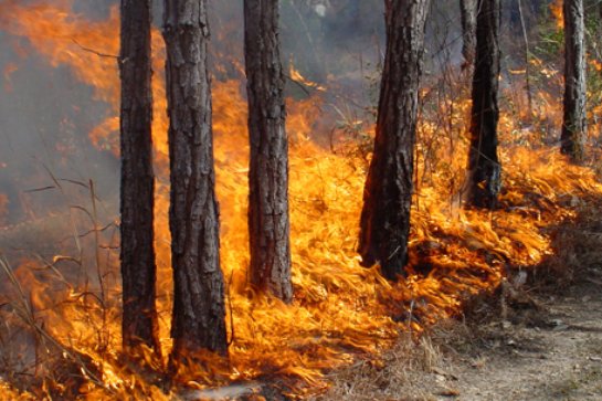 В Амурской области горят леса