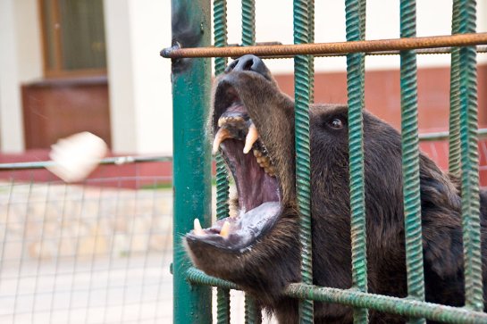 Посетительница кафе в Томской области пострадала от медведя