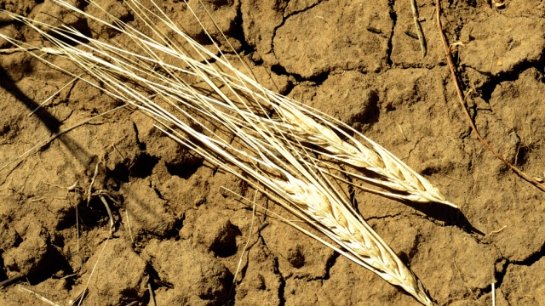 Экономика российских регионов пострадала от засухи