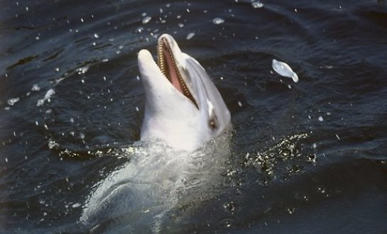 В Крыму спасли редкого дельфина, которого пытались схватить браконьеры