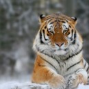 В Воронеже нашли бесхозного тигра