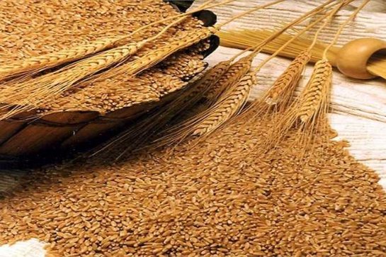 Иран не будет покупать российскую пшеницу