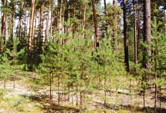 Сергей Иванов призвал школьников восстанавливать лес